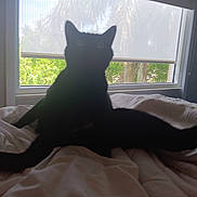 Tuna Casserole is registered to the contest to win money with this photo: animal, bed, black_cat, blanket, cat, cozy, curtains, daylight, domestic, furniture, home, indoor, light, nature_outside, pet, relaxing, resting, shadow, silhouette, window