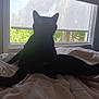 animal, bed, black_cat, blanket, cat, cozy, curtains, daylight, domestic, furniture, home, indoor, light, nature_outside, pet, relaxing, resting, shadow, silhouette, window