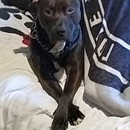 Kong is registered to the contest to win money with this photo: dog, black_dog, lying_down, bed, blanket, crossed_paws, indoor, pet, canine, collar, chest_patch, relaxed, domestic_animal, fur, animal, resting, comfort, home, portrait, cute