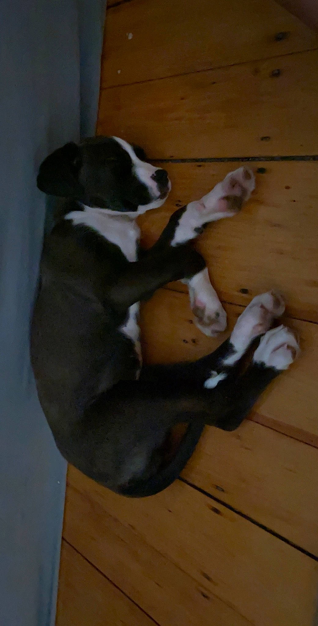 Misty is registered to the contest to win money with this photo: american_bulldog, american_pit_bull_terrier, american_staffordshire_terrier, canidae, carnivore, dog, dog_breed, fawn, non_sporting_group, tail