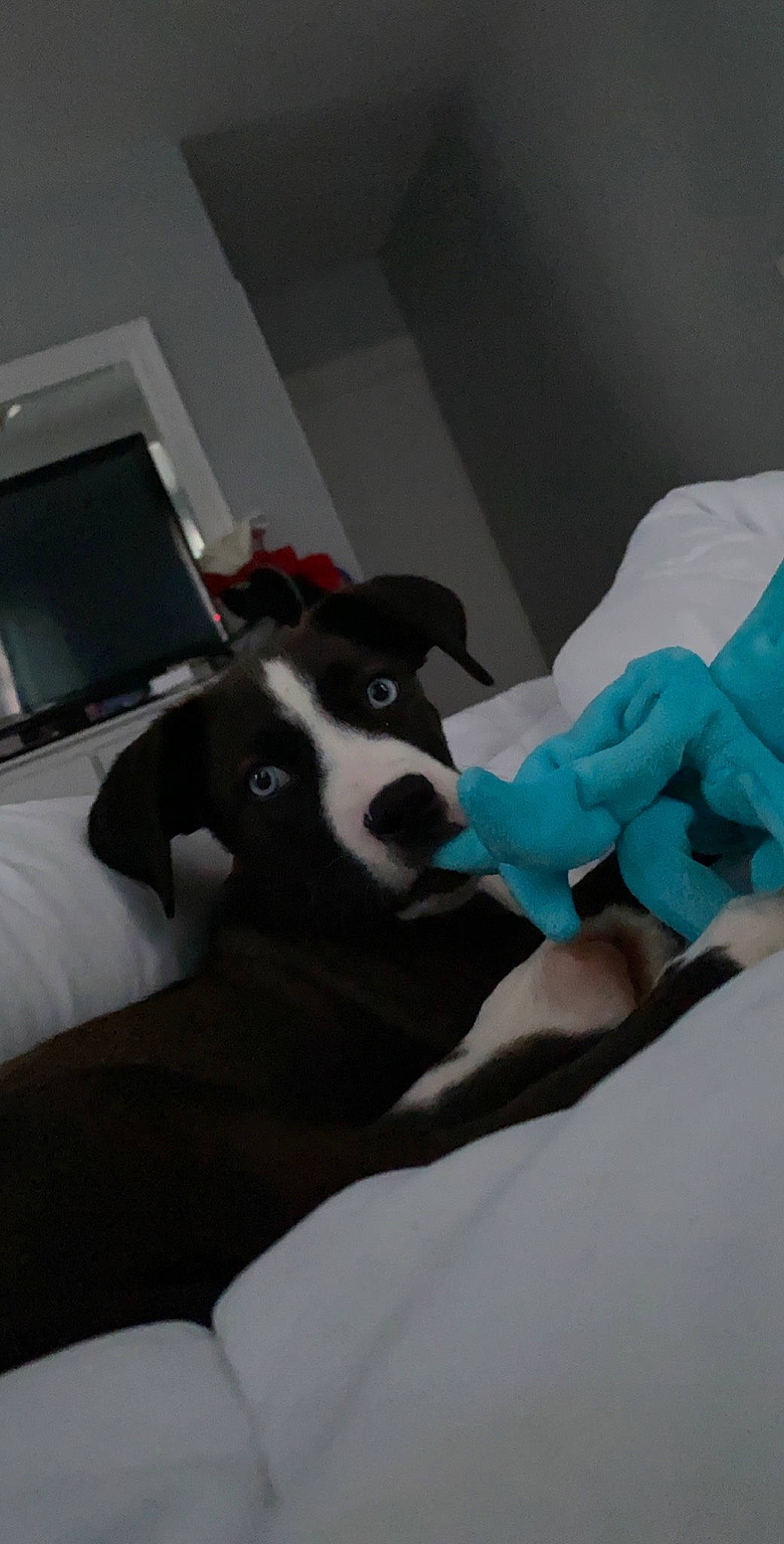 Misty joined the competition — help win amazing prizes! canidae, carnivore, dog, dog_breed, great_dane, guard_dog, italian_greyhound, linens, non_sporting_group, puppy, snout, sporting_group, whippet