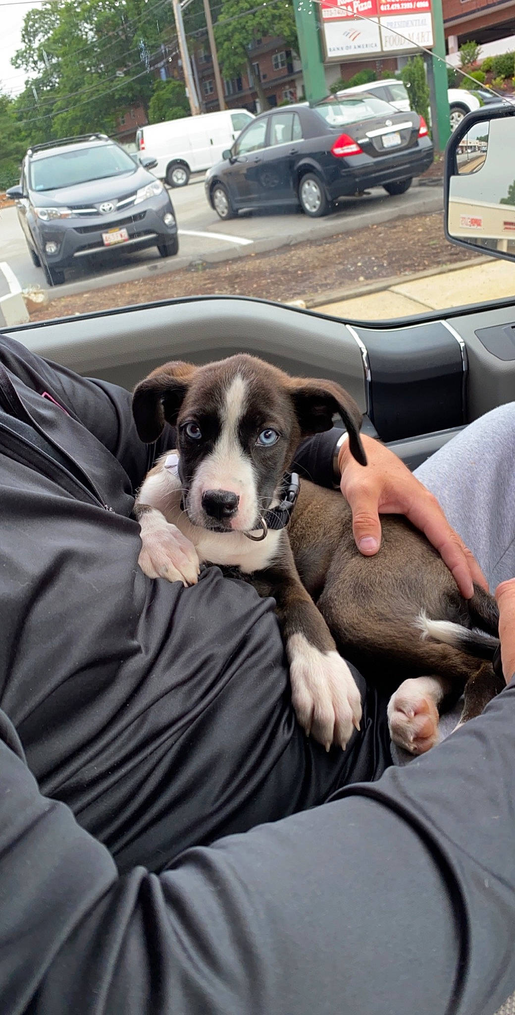 Misty joined the competition — help win amazing prizes! american_pit_bull_terrier, canidae, car, carnivore, companion_dog, dog, dog_breed, great_dane, guard_dog, non_sporting_group, pit_bull, puppy, snout, sporting_group, street_dog, vehicle