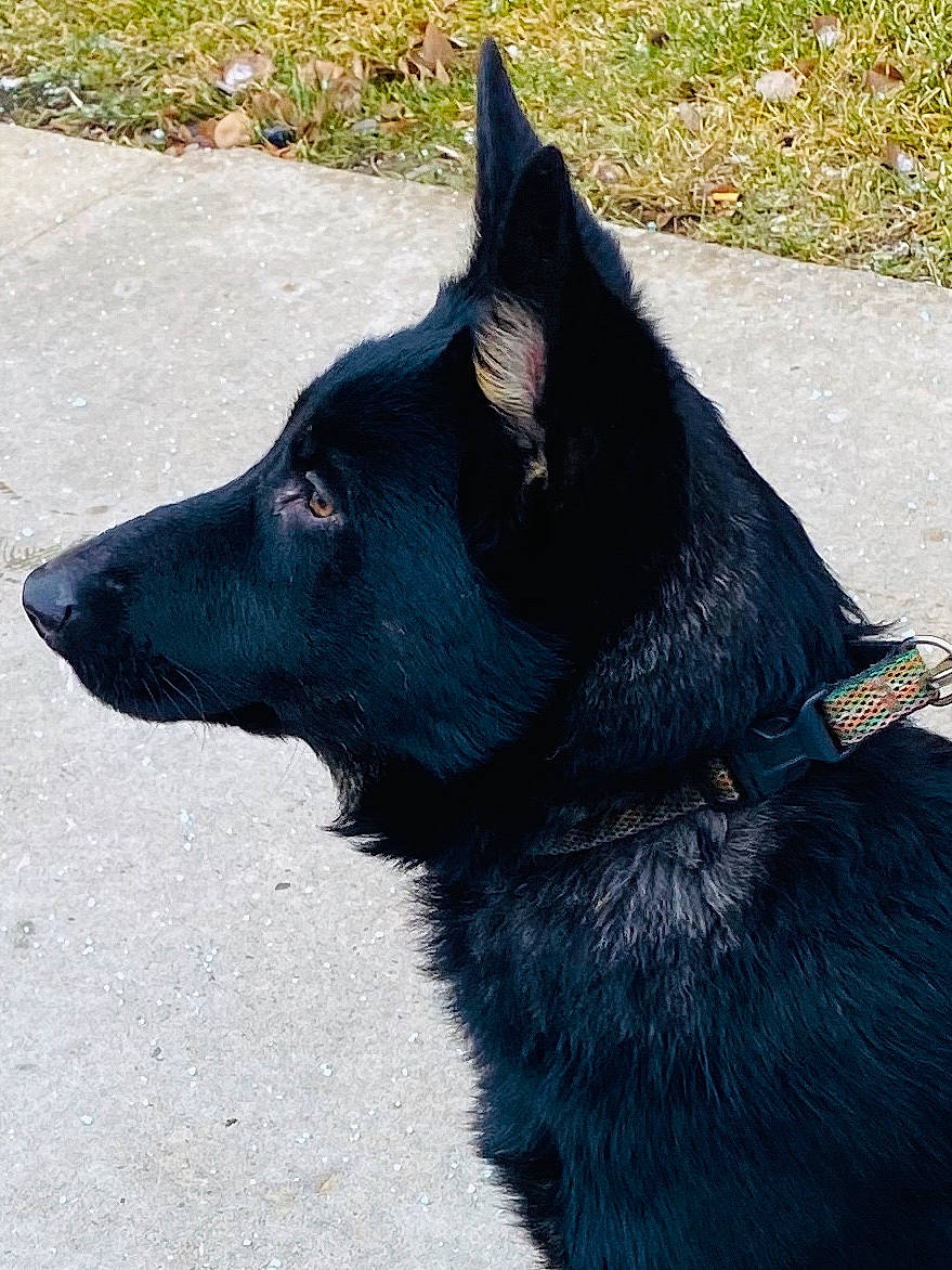 Sitka joined the competition — help win amazing prizes! black_norwegian_elkhound, canidae, carnivore, collar, companion_dog, dog, dog_breed, dog_collar, fur, grass, grass_family, herding_dog, leash, mammal, pet_supply, shadow, snout, sporting_group, working_animal, working_dog