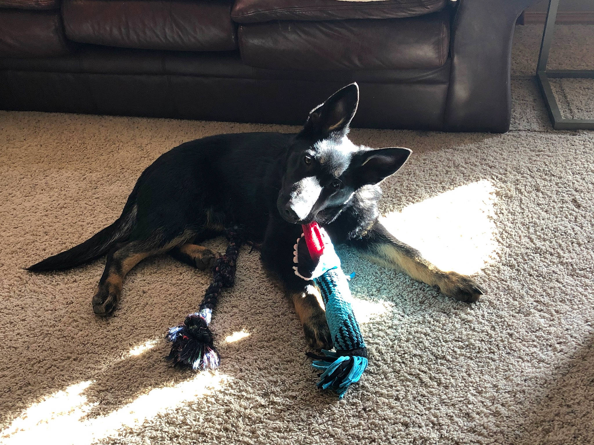 Sitka joined the competition — help win amazing prizes! canidae, carnivore, collar, companion_dog, couch, dog, dog_breed, dog_supply, floor, flooring, guard_dog, living_room, paw, pet_supply, shadow, snout, sporting_group, toy_dog, vertebrate, working_animal