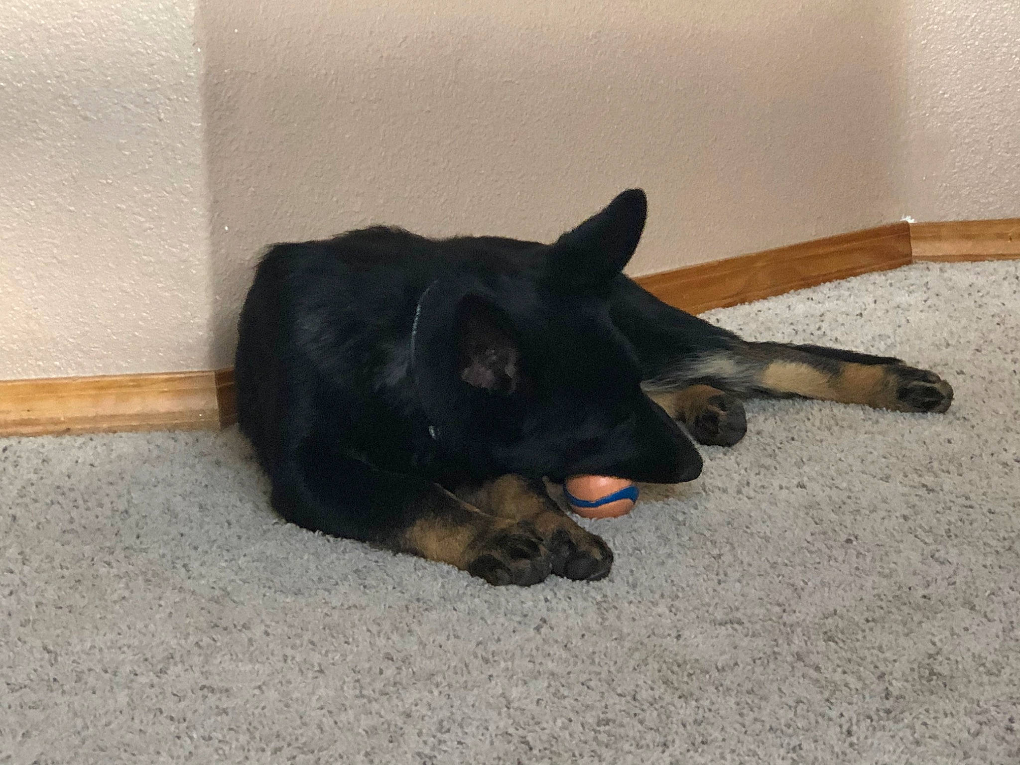 Sitka is registered to the contest to win money with this photo: canidae, carnivore, claw, comfort, companion_dog, dog, dog_breed, floor, flooring, fur, guard_dog, mammal, paw, shadow, snout, sporting_group, terrestrial_animal, tongue, vertebrate, working_animal