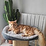 cat, ginger_cat, cat_tree, pet_bed, cactus, plant, indoor, cozy, relaxed, fur, tail, toy, scratching_post, home, floor, radiator, window, light, animal, cute