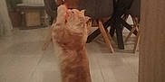 Ubo participe au concours pour gagner de l'argent avec cette photo : cat, orange_cat, indoor, tile_floor, furniture, dining_table, chairs, plant, wooden_cabinet, toy, playing, pet, tail, home, cozy, animal, curious, standing, mammal, domestic