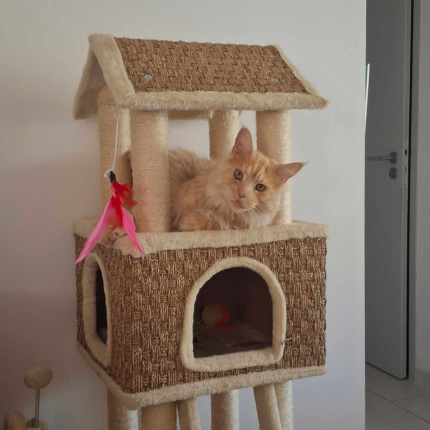 Ubo a rejoint le concours — aidez-le/la à gagner de superbes lots ! animal, cat, cat_tree, cozy, curious, door, feather_toy, floor, fur, furniture, home, house_shaped_cat_tree, indoor, looking, lounge, orange_cat, pet, relaxing, toy, wall
