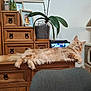 cat, orange_cat, fluffy, lounging, wooden_dresser, cat_tree, feather_toy, potted_plant, photograph, indoor, furniture, relaxed, pet, domestic_cat, home_decor, animal, mammal, cute, resting, curious