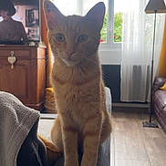 Pamplemousse a rejoint le concours — aidez-le/la à gagner de superbes lots ! cat, orange_tabby, living_room, couch, armrest, curtains, window, floor_lamp, wooden_cabinet, television, daylight, floor, leather_sofa, curious, pet, feline, indoor, home, furniture, cozy