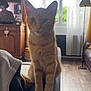 cat, orange_tabby, living_room, couch, armrest, curtains, window, floor_lamp, wooden_cabinet, television, daylight, floor, leather_sofa, curious, pet, feline, indoor, home, furniture, cozy
