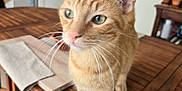 Pamplemousse a rejoint le concours — aidez-le/la à gagner de superbes lots ! cat, orange_cat, tabby, pet, whiskers, wooden_table, indoor, houseplant, potted_plant, furniture, curious, animal, domestic_cat, ears, tail, eyes, soft_focus, cozy, floor, tabletop