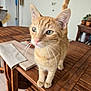 cat, orange_cat, tabby, pet, whiskers, wooden_table, indoor, houseplant, potted_plant, furniture, curious, animal, domestic_cat, ears, tail, eyes, soft_focus, cozy, floor, tabletop
