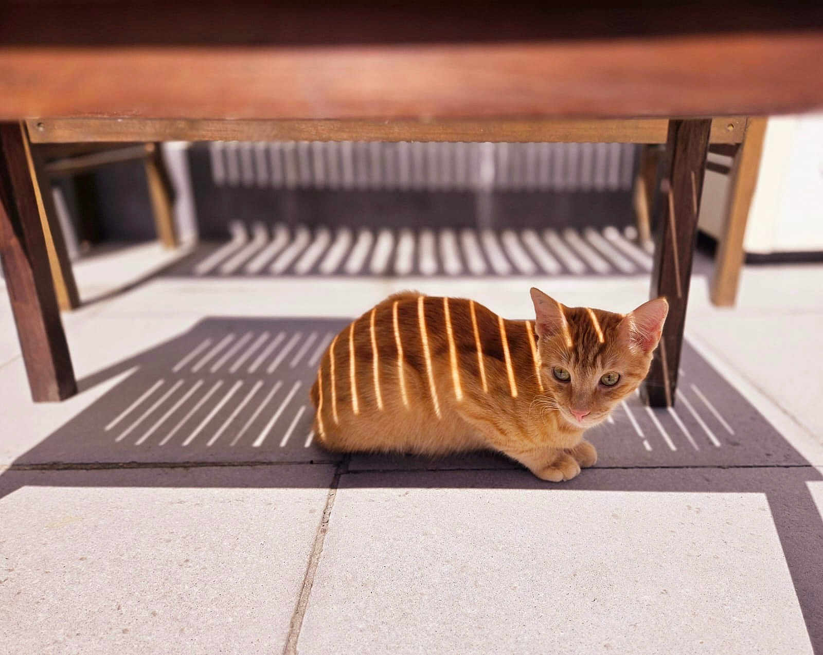 Pamplemousse participe au concours pour gagner de l'argent avec cette photo : cat, ginger_cat, striped_shadow, wooden_table, tiled_floor, sunlight, shadow_pattern, animal, pet, relaxing, indoor, floor, fur, whiskers, ears, eyes, daylight, resting, quiet, cozy