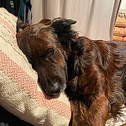 Willy participe au concours pour gagner de l'argent avec cette photo : dog, resting, pillow, brown_fur, indoor, curtains, sleepy, cozy, pet, animal, relaxed, closeup, fur_texture, home, bed, comfort, laying_down, domestic, cute, warm_lighting