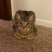 Kiba joined the competition — help win amazing prizes! cat, tabby_cat, carpet, indoor, loaf_position, brown, striped, pet, animal, feline, ears, whiskers, floor, door_frame, curious, cute, fur, resting, eyes, close_up