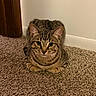 cat, tabby_cat, carpet, indoor, loaf_position, brown, striped, pet, animal, feline, ears, whiskers, floor, door_frame, curious, cute, fur, resting, eyes, close_up