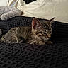 Kiba joined the competition — help win amazing prizes! kitten, tabby, cat, pet, animal, resting, blanket, bed, pillow, furry, cute, indoor, cozy, sleepy, small, young, fur, whiskers, relaxed, texture
