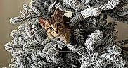 Kiba joined the competition — help win amazing prizes! cat, kitten, christmas_tree, snowy_branches, pine_cones, indoor, holiday, curious, pet, frosted, greenery, animal, cute, feline, nature, tree, decorated, seasonal, playful, cozy