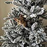 cat, kitten, christmas_tree, snowy_branches, pine_cones, indoor, holiday, curious, pet, frosted, greenery, animal, cute, feline, nature, tree, decorated, seasonal, playful, cozy
