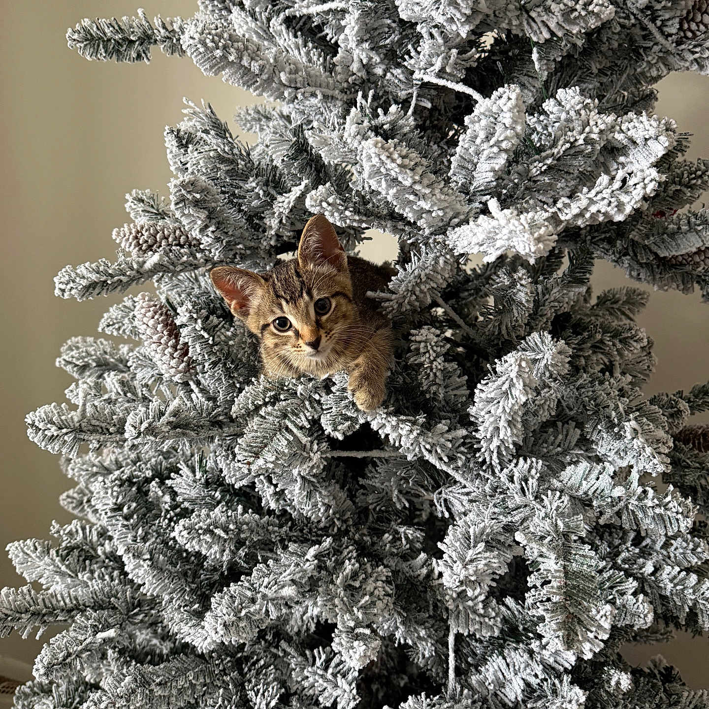 Kiba joined the competition — help win amazing prizes! cat, kitten, christmas_tree, snowy_branches, pine_cones, indoor, holiday, curious, pet, frosted, greenery, animal, cute, feline, nature, tree, decorated, seasonal, playful, cozy
