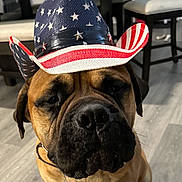 Louis joined the competition — help win amazing prizes! animal, big_nose, brown_dog, canine, chair, close_up, cowboy_hat, dog, domestic_animal, ears, face, floor, furniture, hat, indoor, looking, pet, portrait, sitting, table
