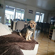 Thaï a rejoint le concours — aidez-le/la à gagner de superbes lots ! dog, small_dog, pet, sofa, blanket, couch, living_room, dining_table, chairs, tile_floor, window, sliding_door, kitchen, bar_stools, plant, bottle, indoor, portrait, cozy, furniture