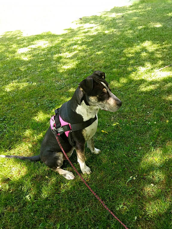 Freyja a rejoint le concours — aidez-le/la à gagner de superbes lots ! carnivore, collar, companion_dog, dog, dog_breed, dog_collar, fashion_accessory, grass, grassland, groundcover, guard_dog, leash, pasture, plant, rampur_greyhound, shadow, sporting_group, tail, working_animal, working_dog