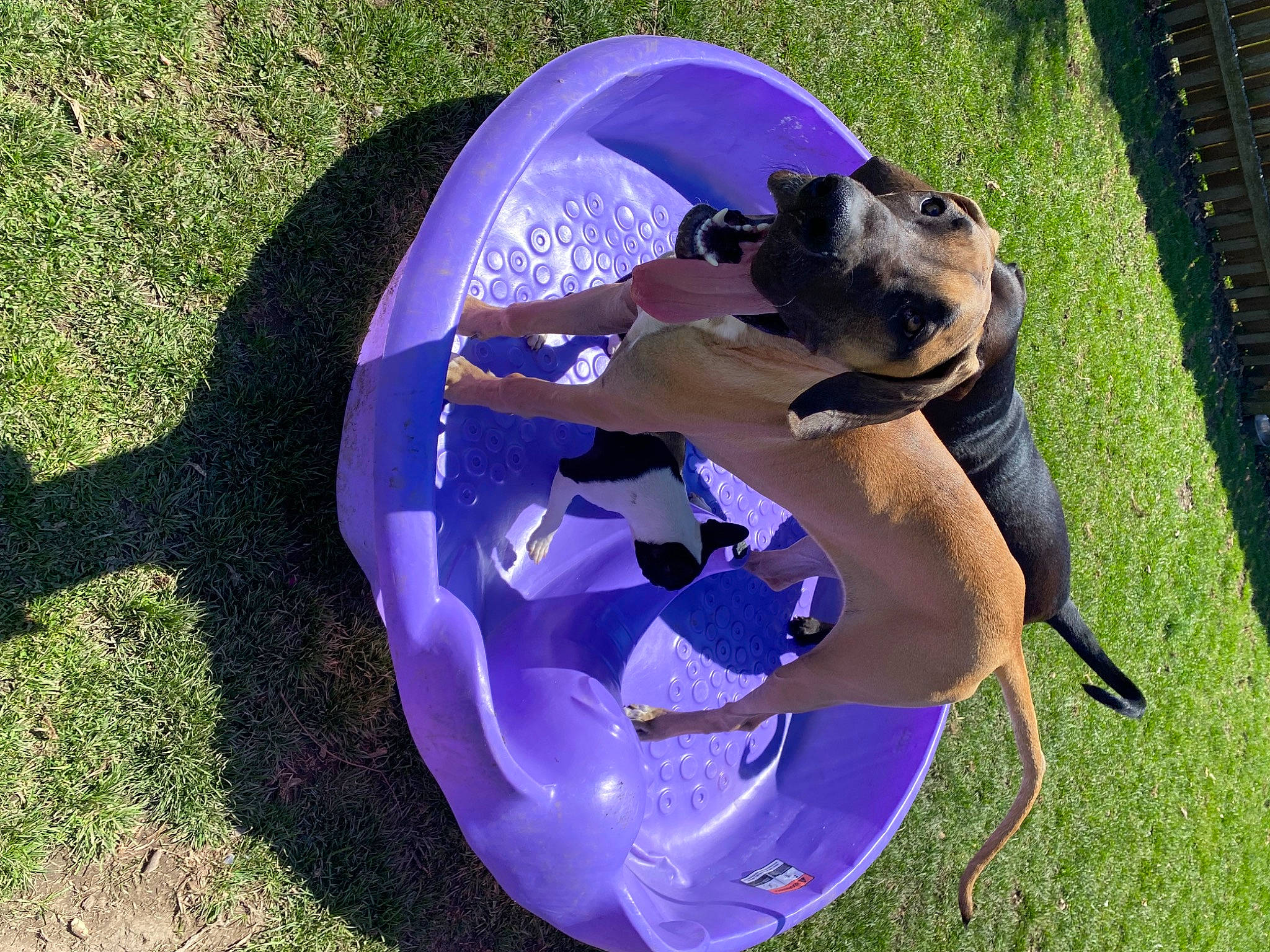 Freyja joined the competition — help win amazing prizes! canidae, carnivore, circle, companion_dog, dog, dog_breed, dog_collar, dog_supply, electric_blue, fun, grass, guard_dog, leisure, pet_supply, purple, recreation, sporting_group, tail, toy_dog, working_animal