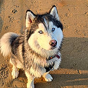 Unaya a rejoint le concours — aidez-le/la à gagner de superbes lots ! dog, husky, blue_eyes, sand, beach, outdoor, pet, animal, fur, canine, sitting, collar, sunlight, shadow, portrait, cute, alert, nature, daylight, closeup