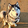 dog, husky, blue_eyes, sand, beach, outdoor, pet, animal, fur, canine, sitting, collar, sunlight, shadow, portrait, cute, alert, nature, daylight, closeup