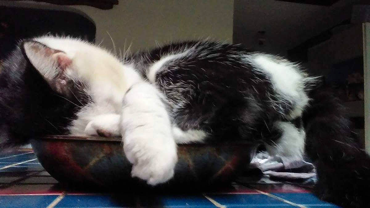 Fatboy joined the competition — help win amazing prizes! automotive_exterior, carnivore, cat, cat_supply, claw, comfort, domestic_short_haired_cat, felidae, foot, fur, paw, small_to_medium_sized_cats, snout, tail, whiskers, window, windshield