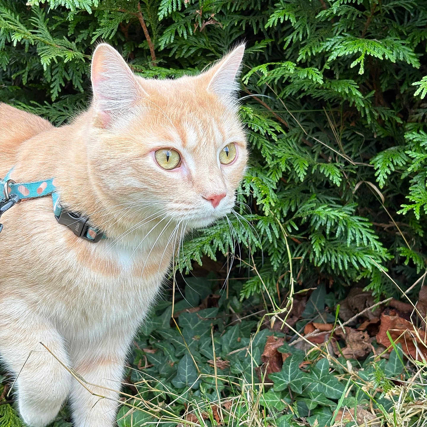 Pio a rejoint le concours — aidez-le/la à gagner de superbes lots ! alert, animal, cat, closeup, curious, daylight, foliage, ginger_cat, grass, greenery, harness, ivy, leaves, mammal, nature, outdoor, pet, walking, whiskers, yellow_eyes