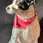 Duke joined the competition — help win amazing prizes! animal, bandana, black_and_white, calm, canine, closeup, couch, cute, dog, domestic_animal, fur, indoors, pet, portrait, red_bandana, relaxed, side_profile, sitting, sunlight, whiskers