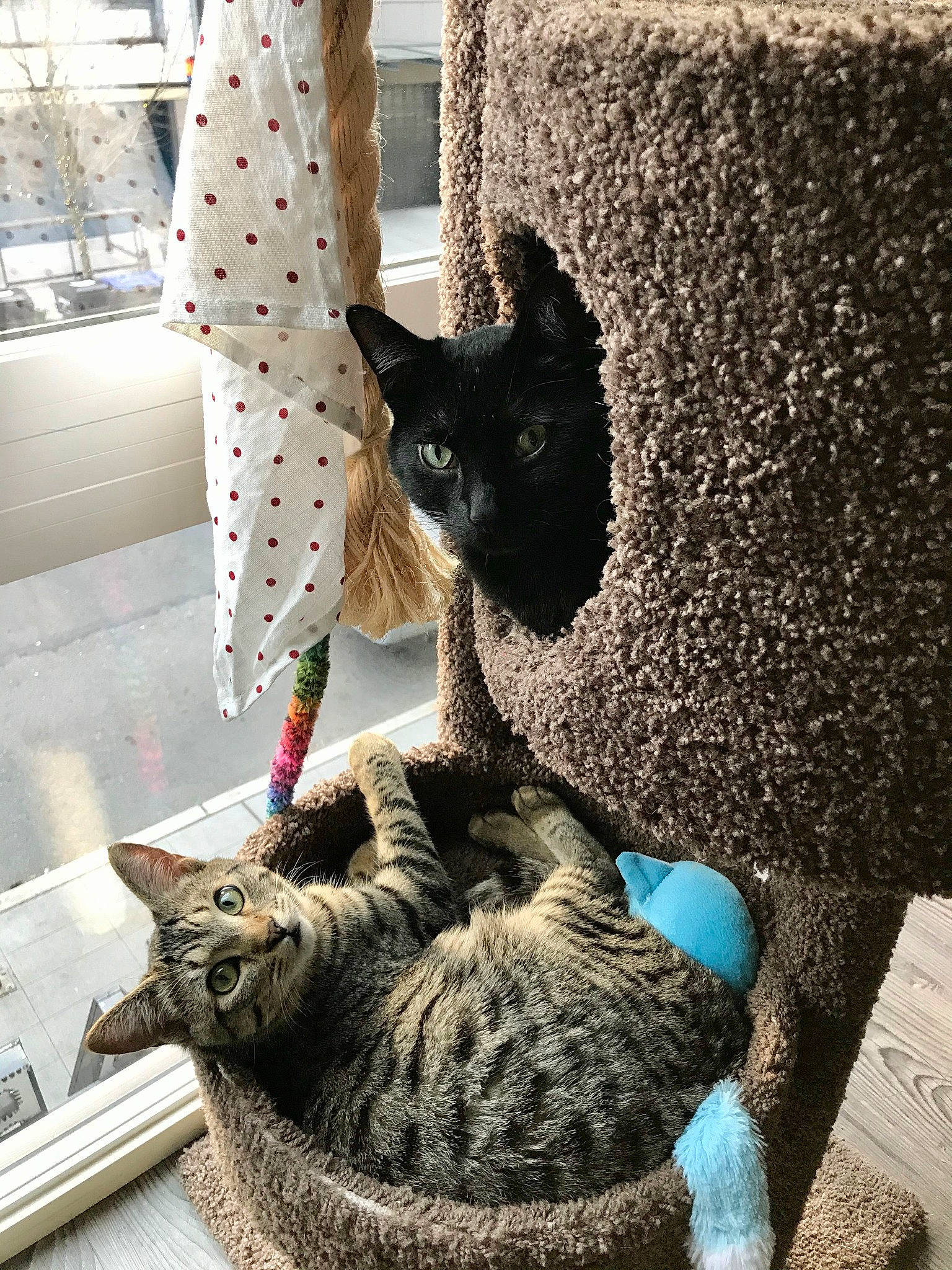 Bakes The Cat is registered to the contest to win money with this photo: asian, carnivore, cat, domestic_short_haired_cat, dragon_li, egyptian_mau, european_shorthair, felidae, fur, german_rex, kitten, plant, small_to_medium_sized_cats, tabby_cat, tree, whiskers