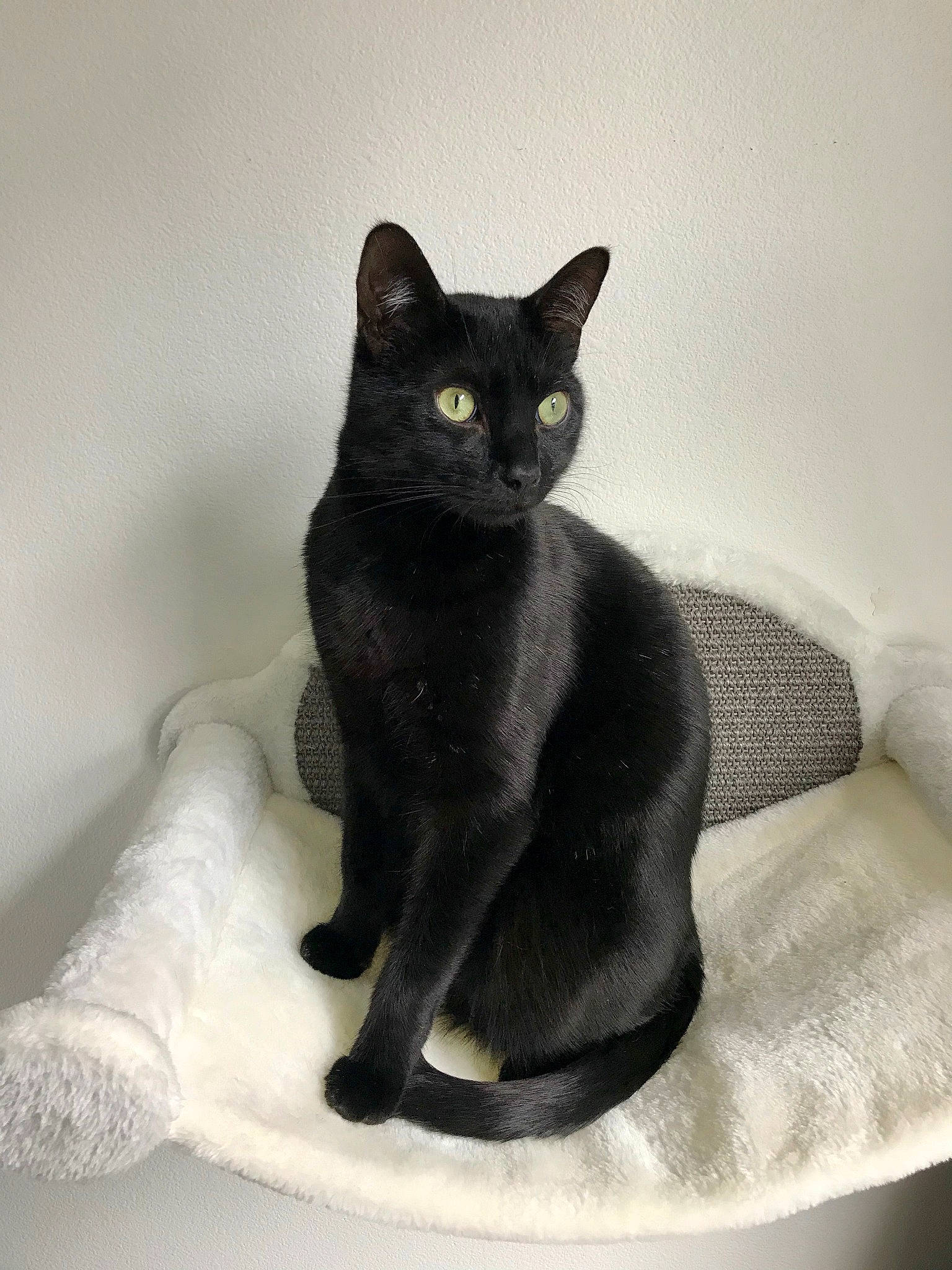 Bakes The Cat joined the competition — help win amazing prizes! asian, black, black_cat, bombay, burmese, carnivore, cat, domestic_short_haired_cat, felidae, havana_brown, korat, mammal, russian_blue, small_to_medium_sized_cats, vertebrate, whiskers