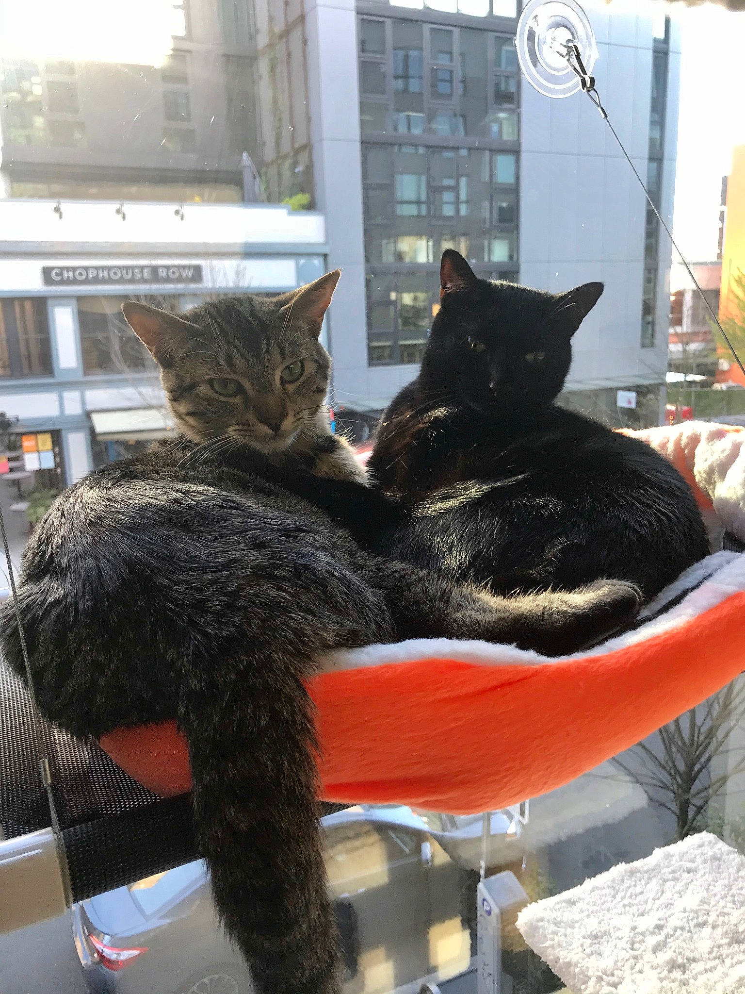 Bakes The Cat is registered to the contest to win money with this photo: asian, black_cat, carnivore, cat, domestic_short_haired_cat, dragon_li, european_shorthair, felidae, fur, german_rex, small_to_medium_sized_cats, tabby_cat, tail, whiskers