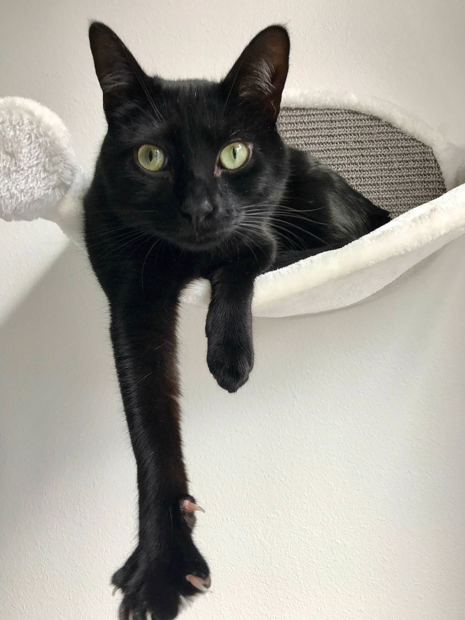 Bakes The Cat is registered to the contest to win money with this photo: asian, black, black_cat, bombay, burmese, carnivore, cat, claw, domestic_short_haired_cat, felidae, havana_brown, kitten, korat, mammal, polydactyl_cat, small_to_medium_sized_cats, tail, whiskers