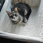 Trinity is registered to the contest to win money with this photo: animal, basket, cat, cozy, curious, ears, eyes, fabric, feline, floor, gray_tabby, home, indoor, light, pet, relaxed, resting, shadow, whiskers, window