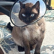 Sinatra is registered to the contest to win money with this photo: cat, cone, e_collar, blue_eyes, pet, indoor, rug, sitting, paws, whiskers, stare, furniture, recovery, domestic_animal, portrait, carpet, brown_fur, veterinary, collar, curious