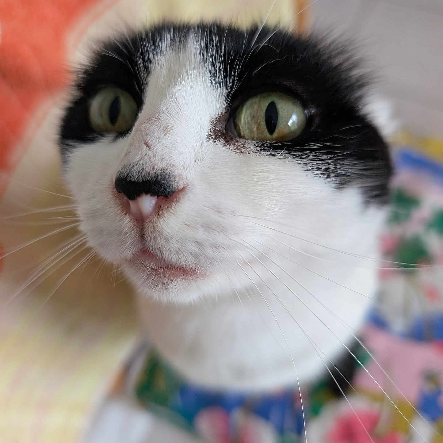 Caline a rejoint le concours — aidez-le/la à gagner de superbes lots ! animal, black_and_white, cat, close_up, collar, curious, cute, domestic_cat, face, feline, floral_pattern, fur, green_eyes, indoor, nose, pet, portrait, soft_focus, whiskers