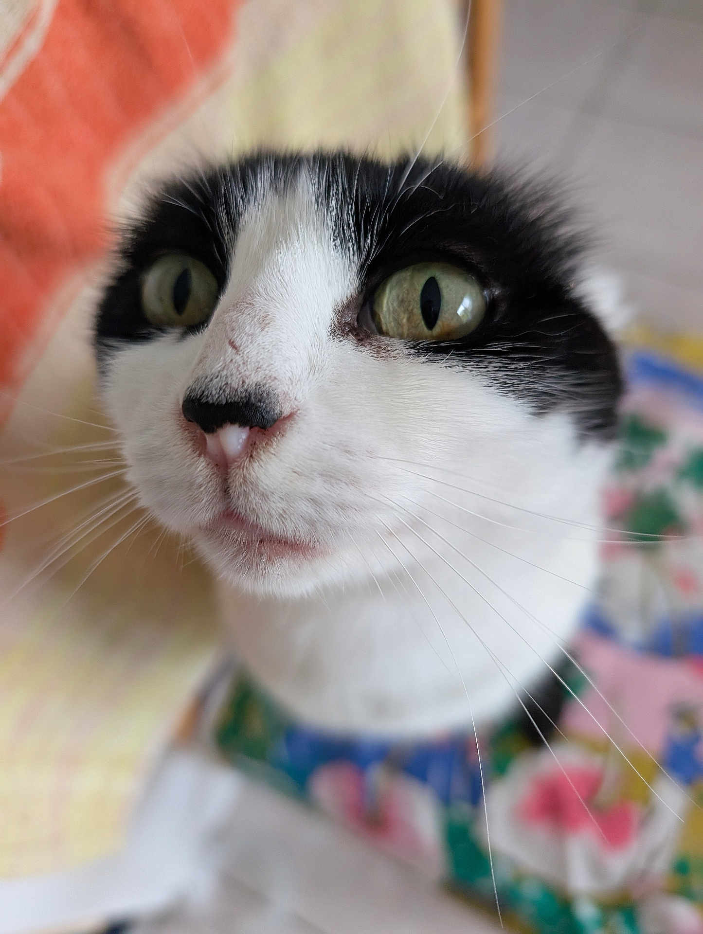 Caline a rejoint le concours — aidez-le/la à gagner de superbes lots ! cat, close_up, black_and_white, green_eyes, whiskers, collar, floral_pattern, pet, animal, indoor, curious, feline, face, portrait, soft_focus, domestic_cat, cute, fur, nose