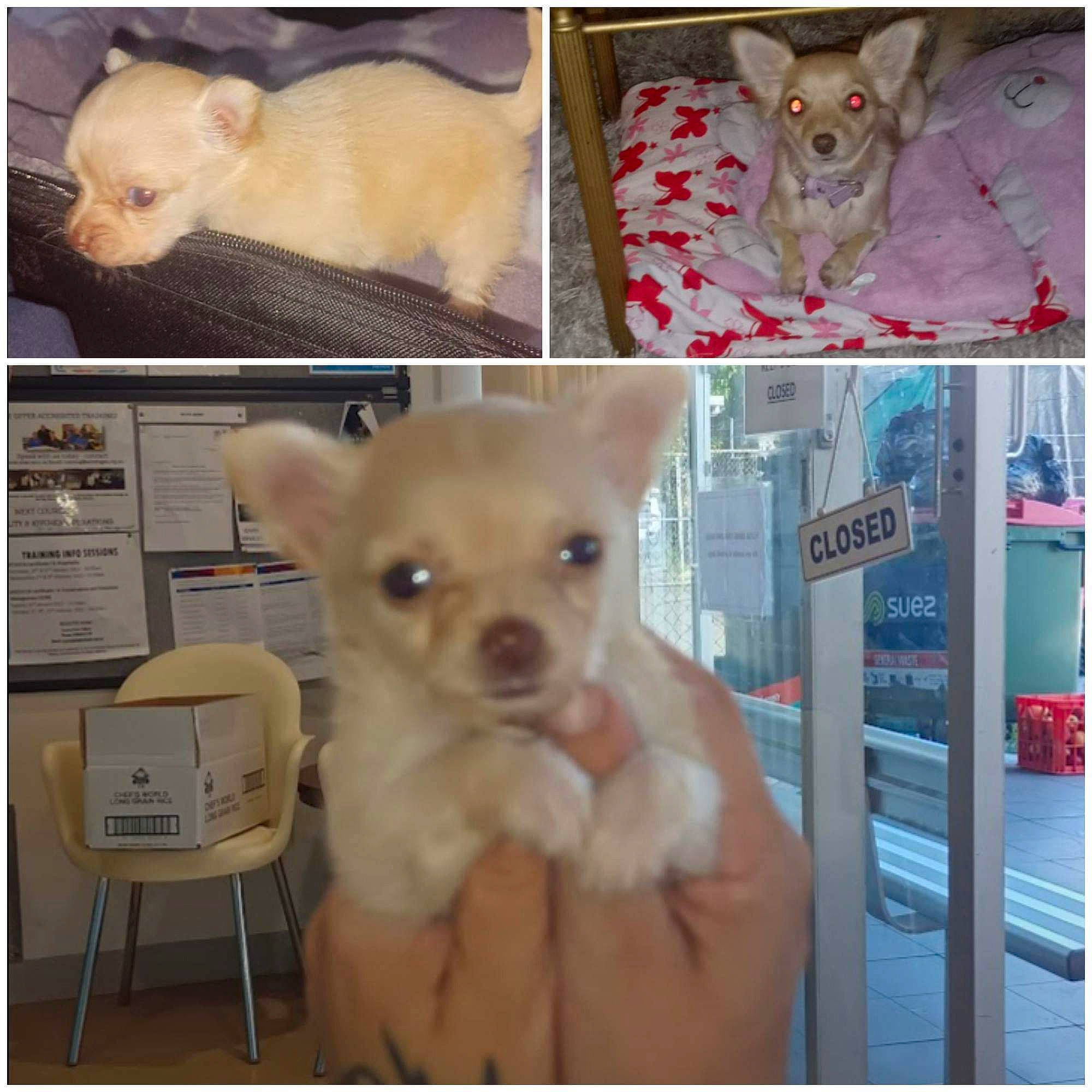 Teddy is registered to the contest to win money with this photo: carnivore, chihuahua, companion_dog, dog, dog_breed, fawn, felidae, fur, mammal, pattern, pink, snout, tail, terrestrial_animal, toy, toy_dog, vertebrate, watch, whiskers, white