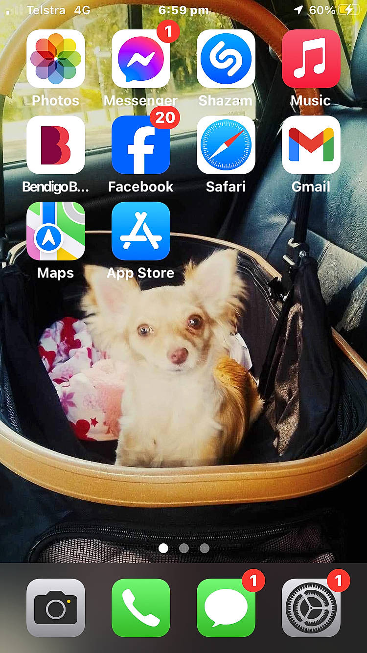 Teddy is registered to the contest to win money with this photo: accessories, animal, bag, canine, chihuahua, computerhardware, cushion, dog, electronics, handbag, hardware, homedecor, mobilephone, monitor, pet, phone, photography, puppy, screen, text