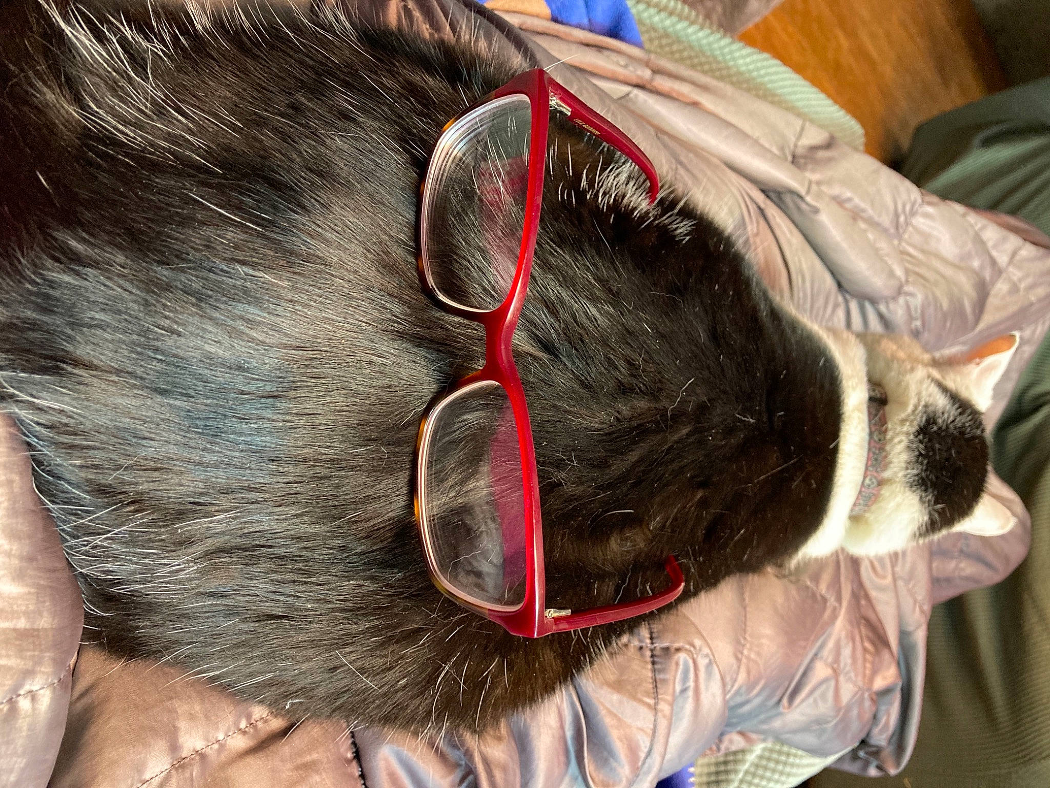 Einstein is registered to the contest to win money with this photo: audio_equipment, black_hair, comfort, companion_dog, dog_breed, ear, eyewear, fashion_accessory, felidae, foot, fur, hair_care, hair_coloring, human_leg, small_to_medium_sized_cats, snout, tail, vision_care, whiskers, working_animal