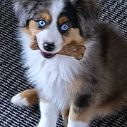 Kobe is registered to the contest to win money with this photo: dog, puppy, blue_eyes, bone, treat, carpet, sitting, looking_up, fluffy, fur, muzzle, paws, cute, indoor, pet, portrait, close_up, tricolor, playful, young