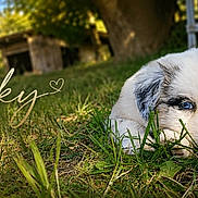 Smoky is registered to the contest to win money with this photo: puppy, dog, grass, blue_eyes, outdoor, nature, sunlight, tree, wooden_shed, pet, cute, animal, lying_down, chair, greenery, young, close_up, adorable, resting, summer