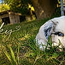 puppy, dog, grass, blue_eyes, outdoor, nature, sunlight, tree, wooden_shed, pet, cute, animal, lying_down, chair, greenery, young, close_up, adorable, resting, summer