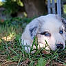 Smoky joined the competition — help win amazing prizes! puppy, dog, grass, outdoor, blue_eyes, animal, nature, cute, young, pet, lying_down, close_up, fur, resting, sunlight, metal, chair_legs, greenery, peaceful, background_blur