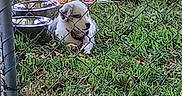 Smoky joined the competition — help win amazing prizes! dog, grass, fence, metal_bowls, blanket, yard, outdoor, pet, sunlight, chain_link, colorful, animal, resting, play_area, summer, daylight, nature, canine, domestic_animal, relaxing